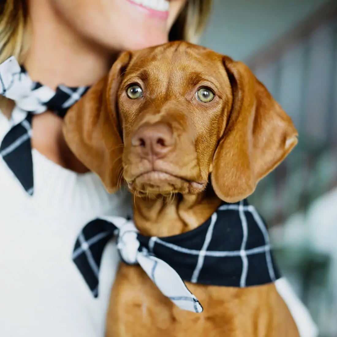 Black Checkered Dog Bandana