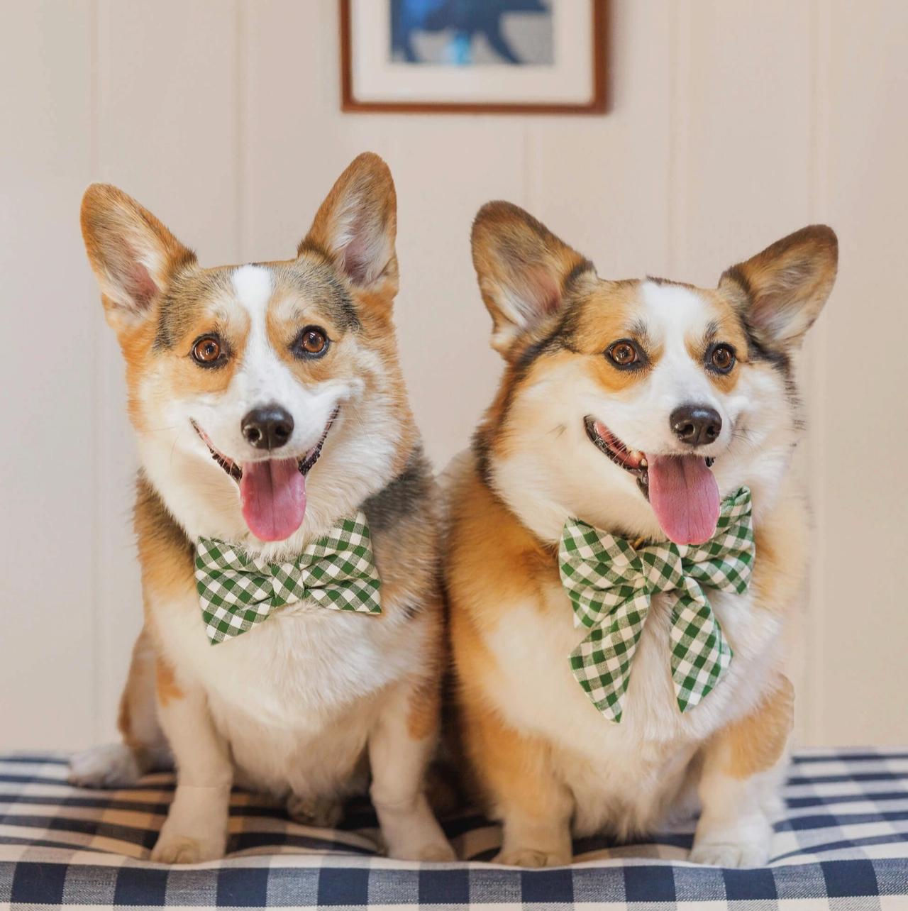 Hunter Gingham Dog Bow Tie