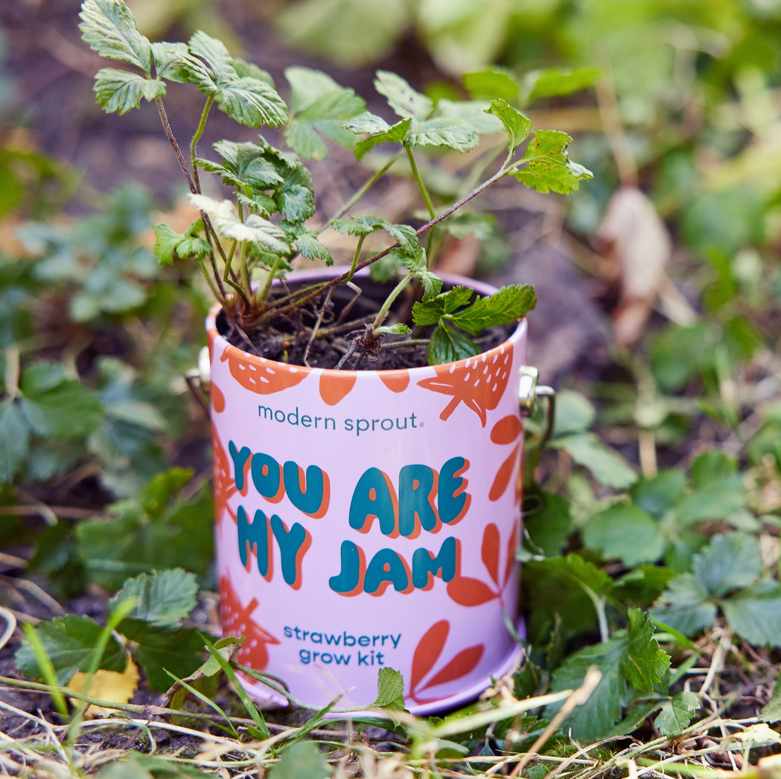 You Are My Jam: Strawberry Grow Kit