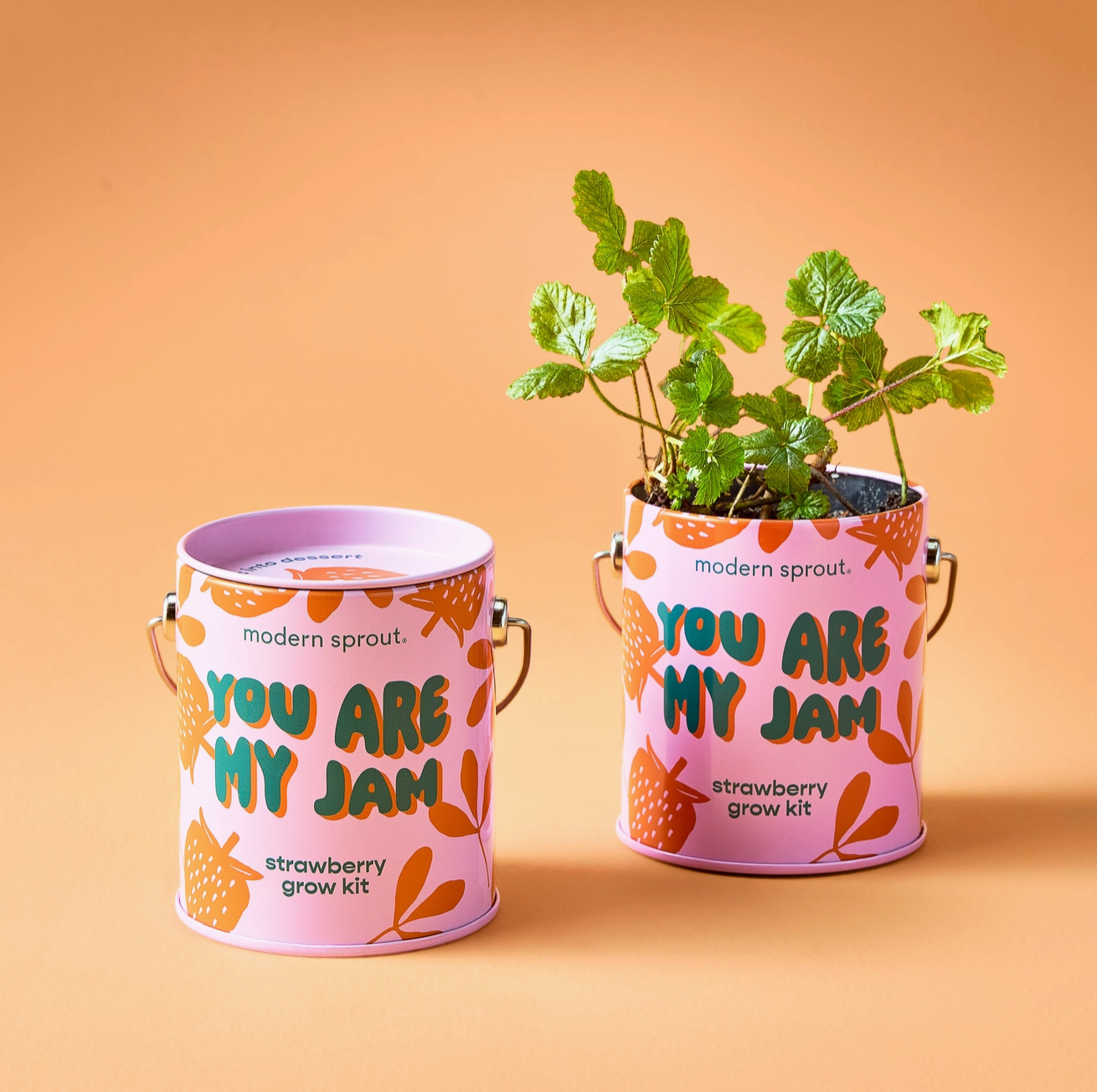 You Are My Jam: Strawberry Grow Kit