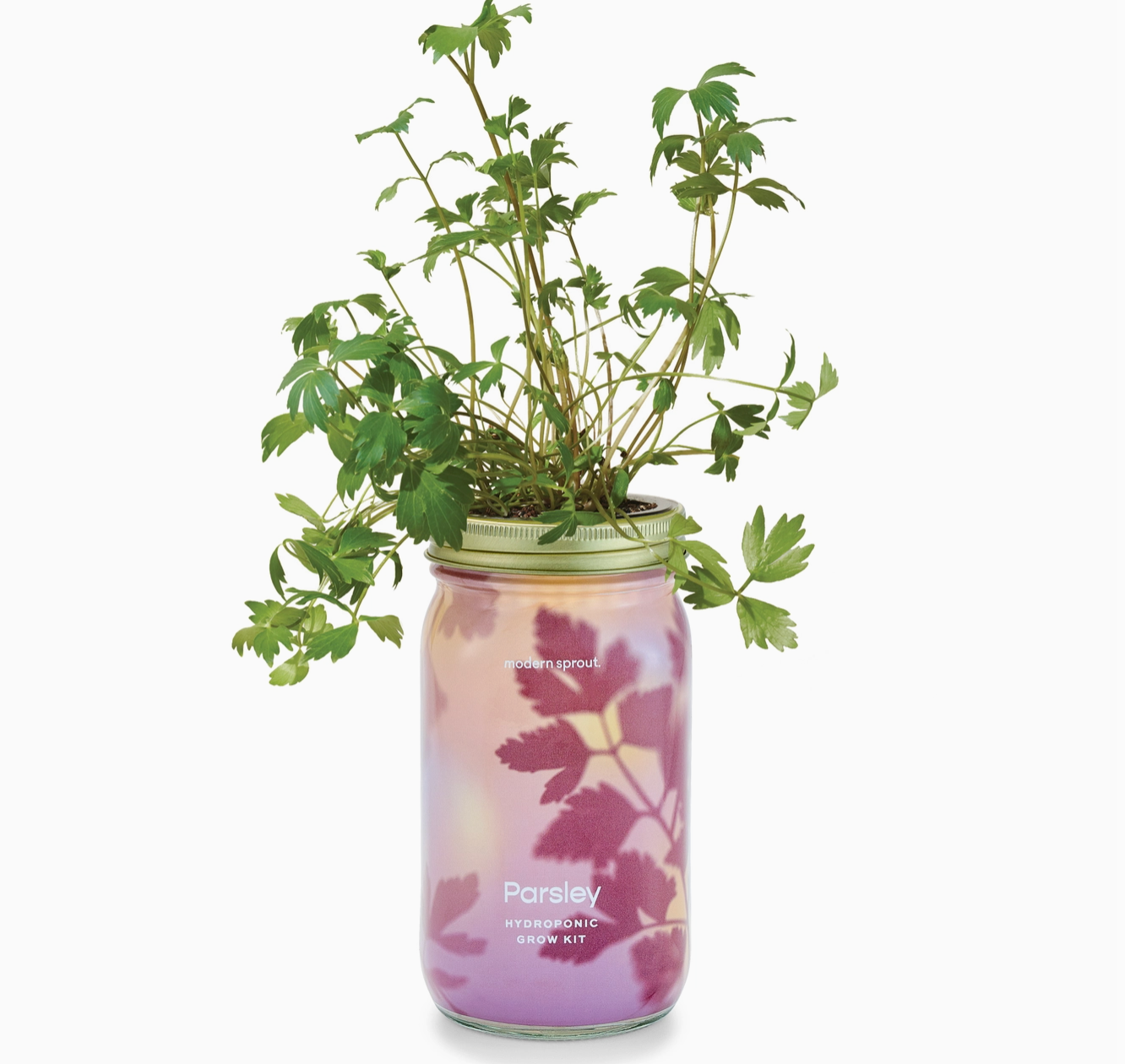 Parsley Herb Garden Jar