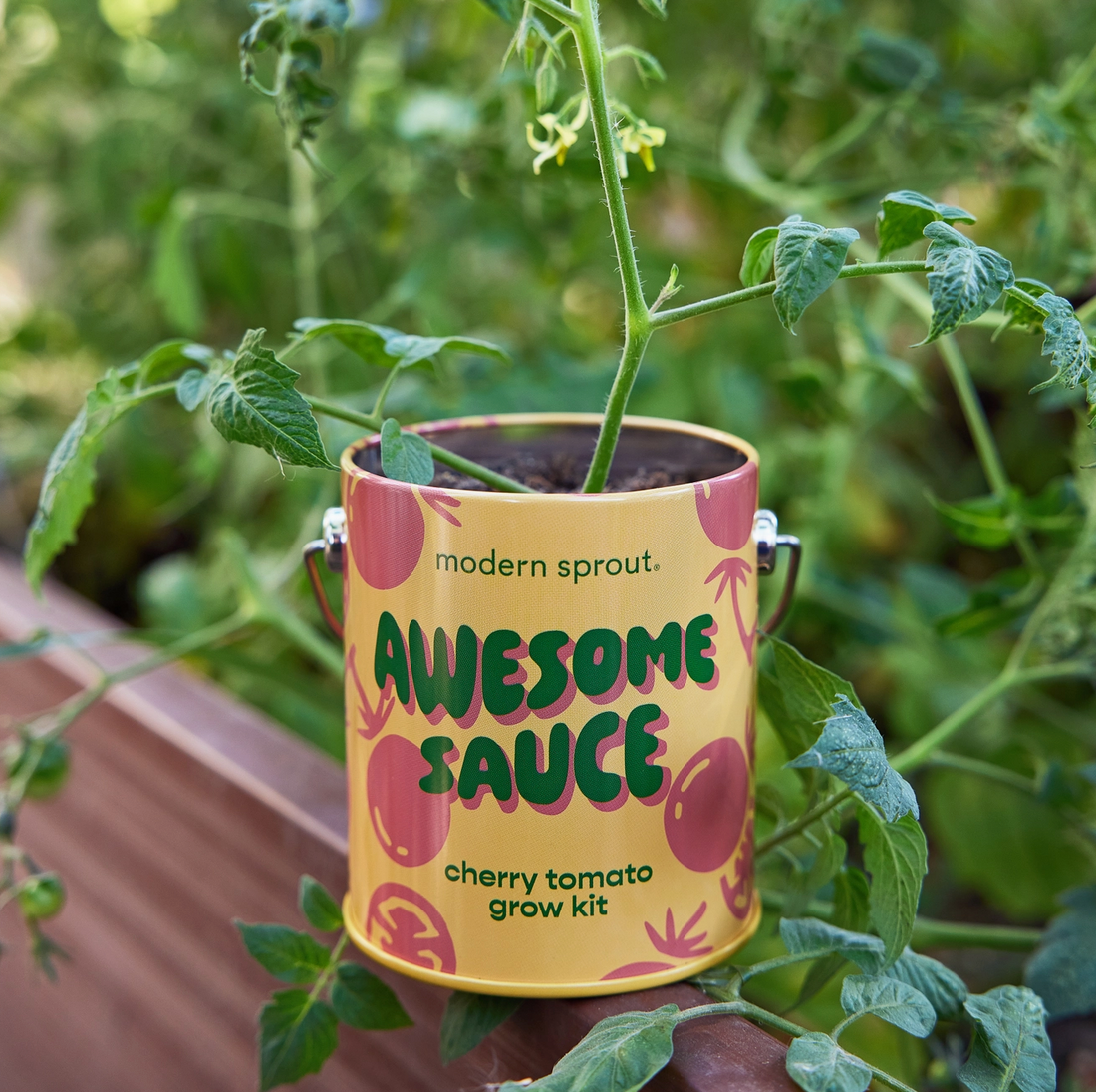 Awesome Sauce: Cherry Tomato Grow Kit